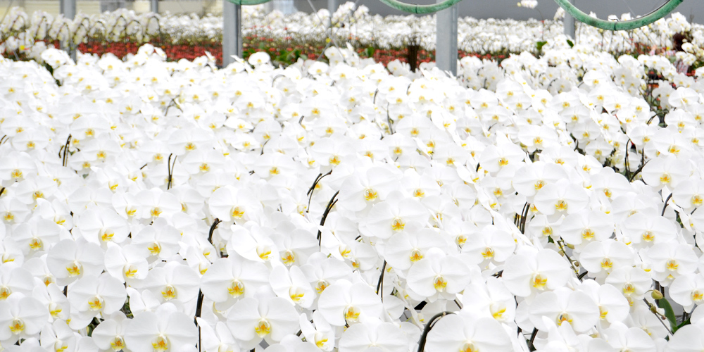 胡蝶蘭生産ハウス