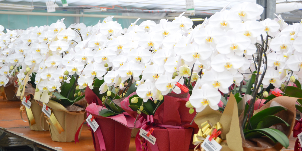 豊橋農園胡蝶蘭