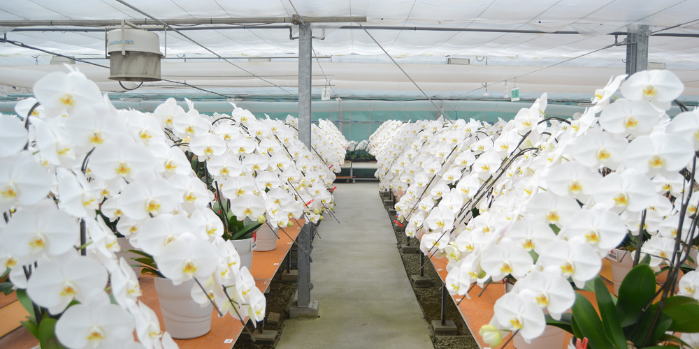 胡蝶蘭品質チェック