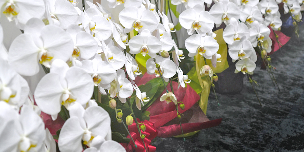 当選祝い胡蝶蘭マナー