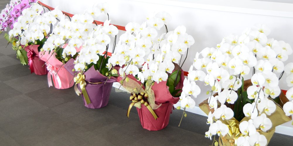就任祝いの胡蝶蘭
