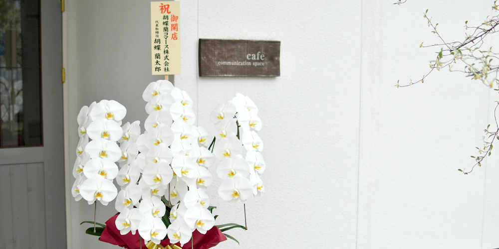 開店祝いの胡蝶蘭
