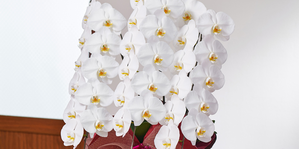 胡蝶蘭 育て方｜お手入れが簡単な理由