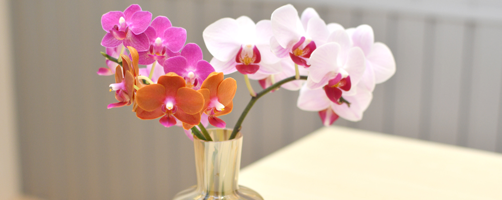 胡蝶蘭の切り花