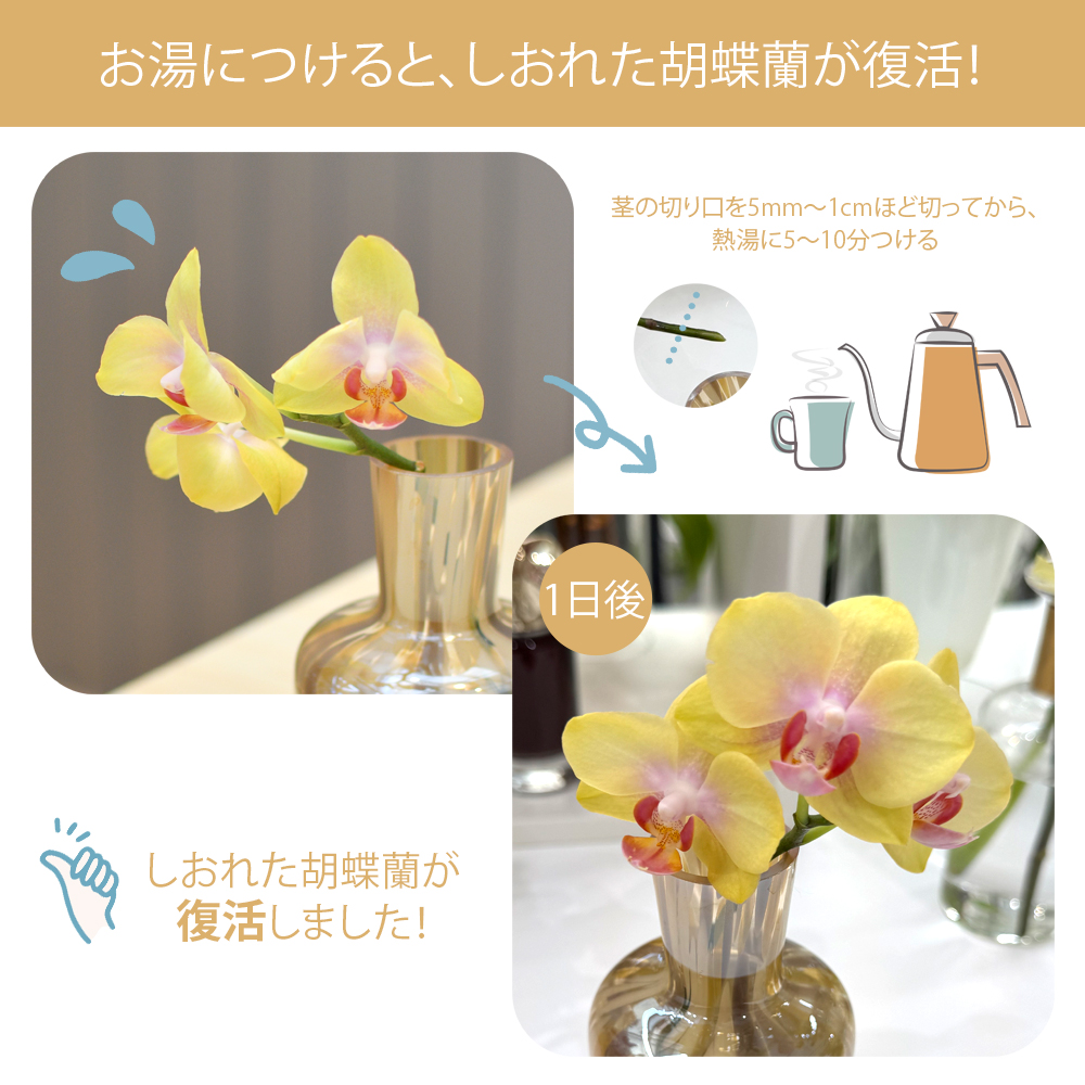 胡蝶蘭 切り花 管理