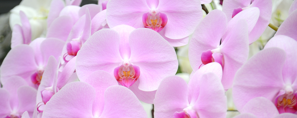 胡蝶蘭 花言葉 ピンク