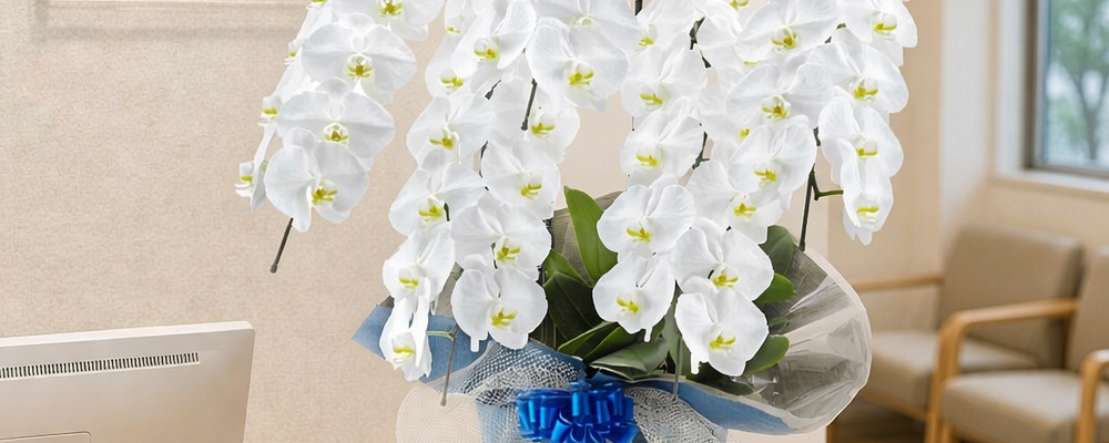 開院祝いに贈る胡蝶蘭