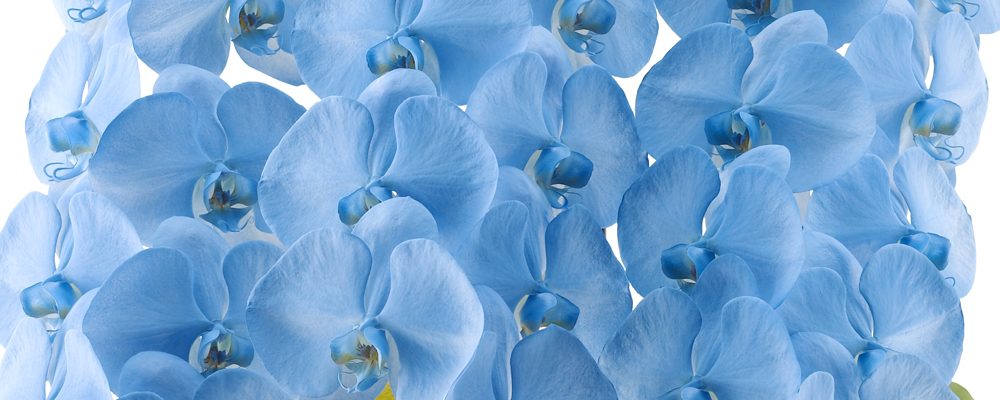 胡蝶蘭 色の種類