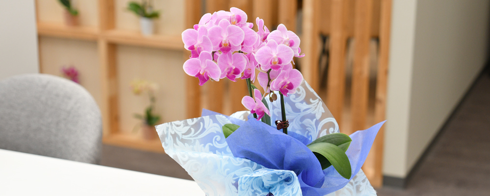 胡蝶蘭ギフト