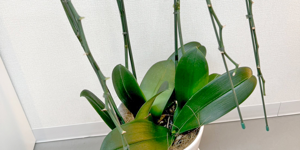 胡蝶蘭 花がおわったら