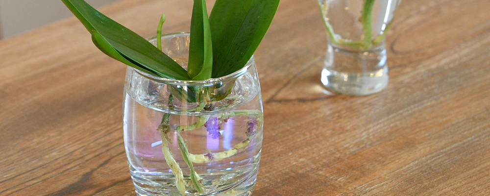 胡蝶蘭 水耕栽培