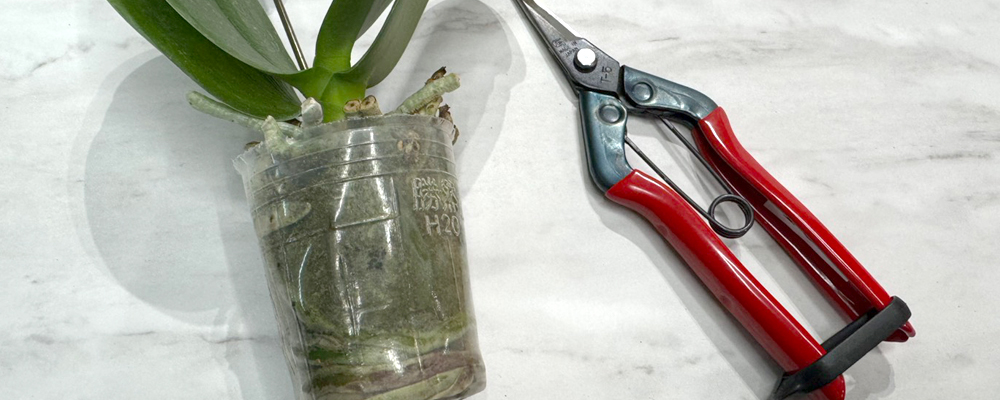 胡蝶蘭 水耕栽培 容器