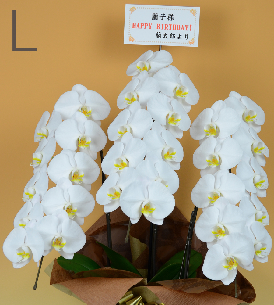 のびる花上紙札（よこ書き）