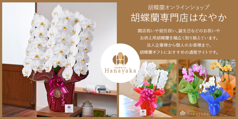 胡蝶蘭専門店はなやか