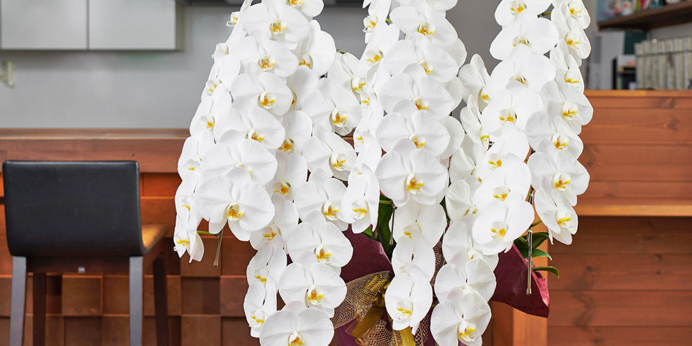 胡蝶蘭の管理と育て方の基本