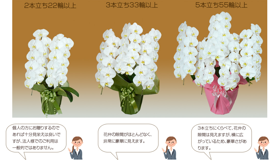 立数・輪数の比較1