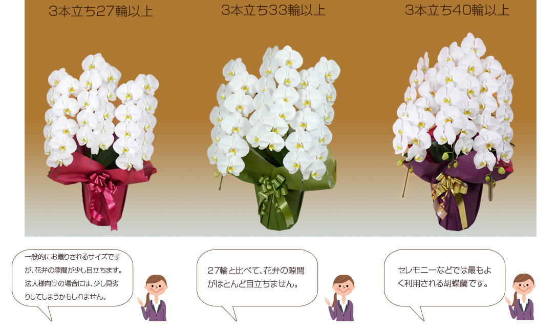 立数・輪数の比較2