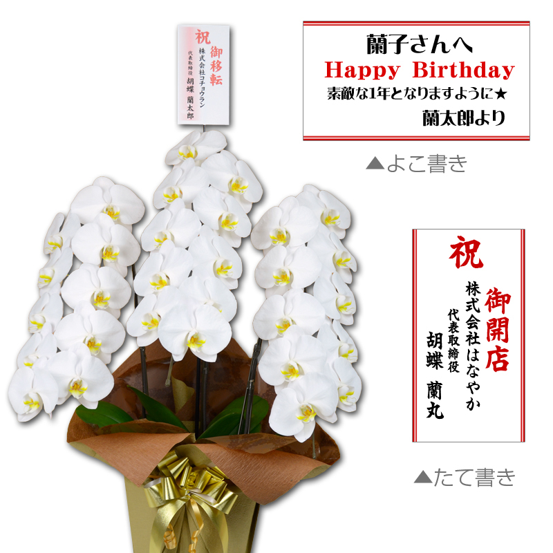 高さ80cm超の胡蝶蘭大輪3本立ちに『のびのび紙札』を付けたサイズ感のわかる全体写真