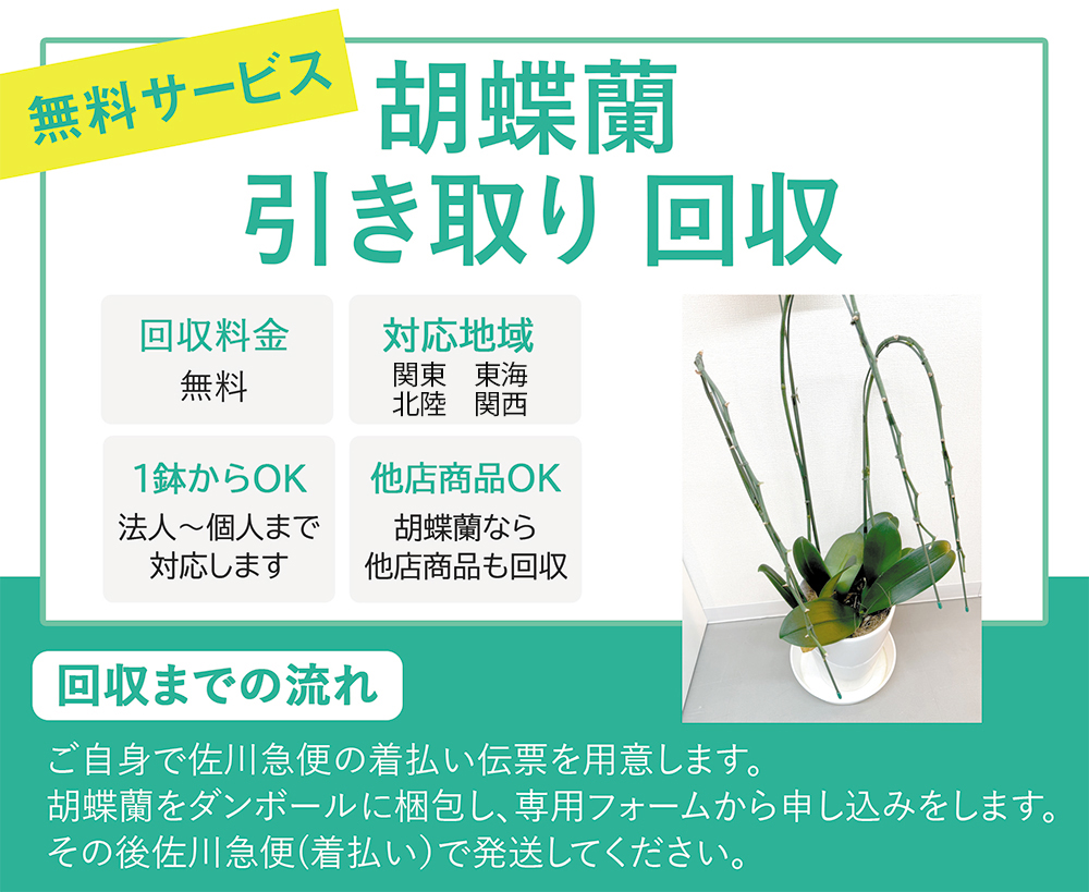 胡蝶蘭回収