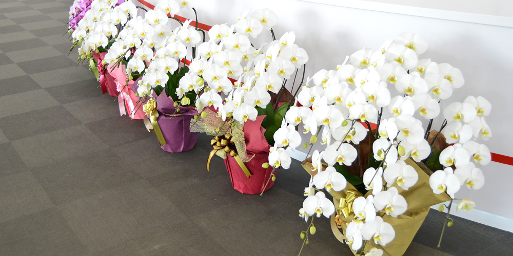 オフィスでの胡蝶蘭 育て方｜置き場所と注意点