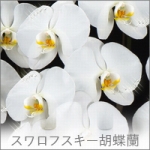 美煌蘭：スワロフスキーを施した胡蝶蘭