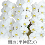 関東手持ち配送胡蝶蘭