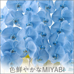 胡蝶蘭MIYABI