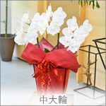 中大輪