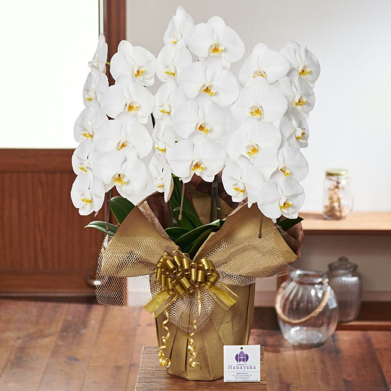白の胡蝶蘭3本立ち 開店祝い ギフト用