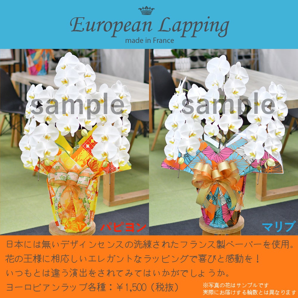胡蝶蘭のラッピング