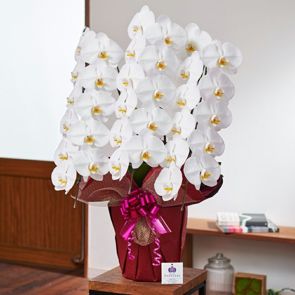 白の胡蝶蘭3本立ち 開店祝い ギフト用