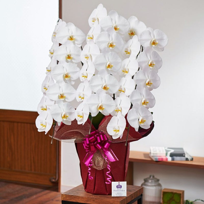 白の胡蝶蘭3本立ち 開店祝い ギフト用