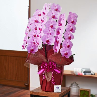 ピンクの胡蝶蘭3本立ち 開店祝い ギフト用