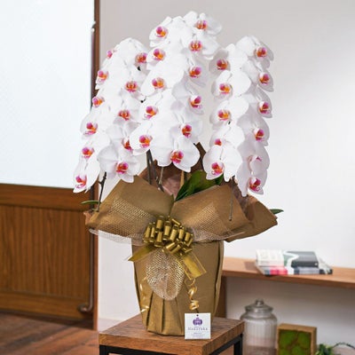 白赤の胡蝶蘭3本立ち 開店祝い ギフト用