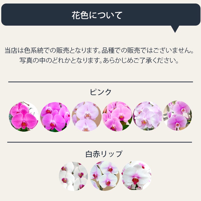 花色について