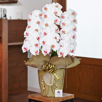 白赤の胡蝶蘭3本立ち 開店祝い ギフト用