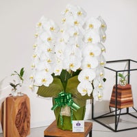 白大輪の胡蝶蘭3本立ち 開店祝い ギフト用