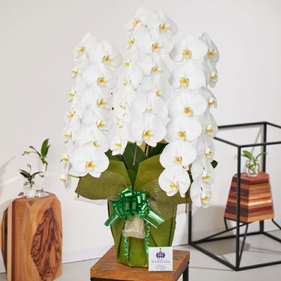 白大輪の胡蝶蘭3本立ち 開店祝い ギフト用