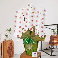 白赤リップ大輪の胡蝶蘭3本立ち 開店祝い ギフト用