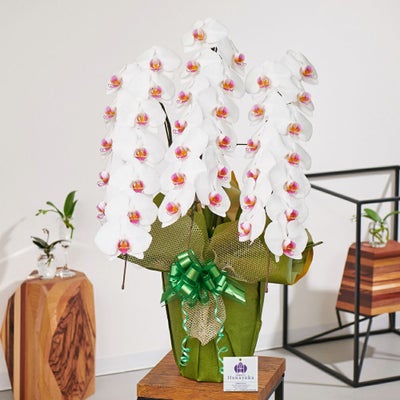 白赤リップ大輪の胡蝶蘭3本立ち 開店祝い ギフト用