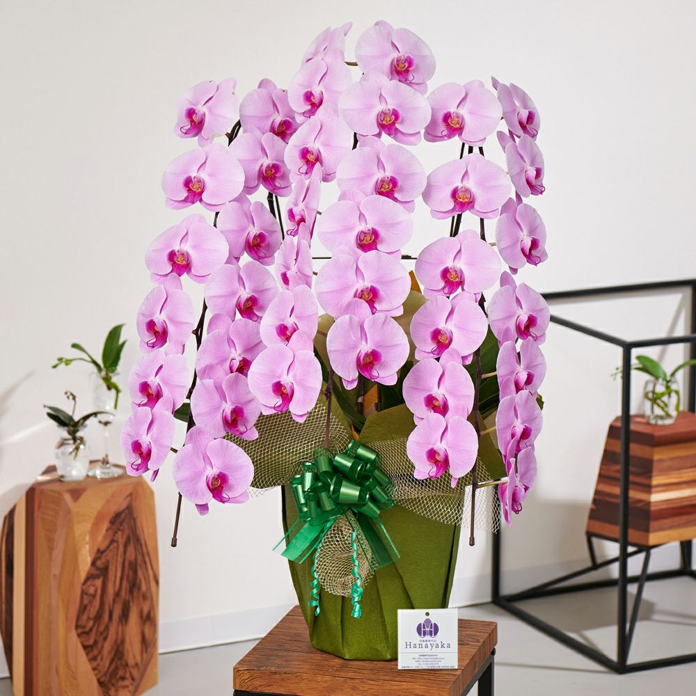 ピンク大輪の胡蝶蘭3本立ち 開店祝い ギフト用
