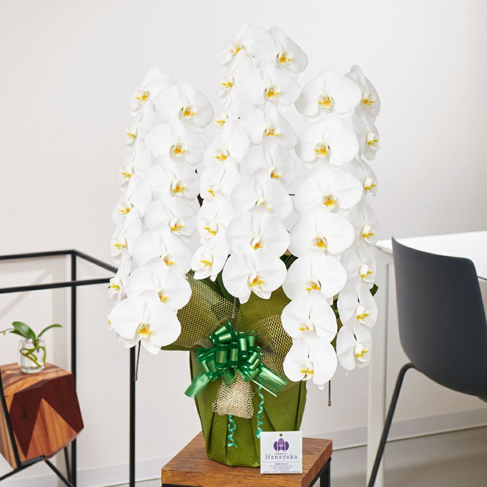 白大輪の胡蝶蘭3本立ち 開店祝い ギフト用