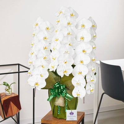 白大輪の胡蝶蘭3本立ち 開店祝い ギフト用