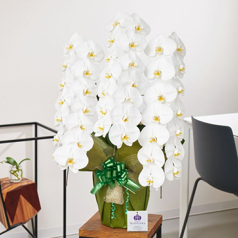 白大輪の胡蝶蘭3本立ち 開店祝い ギフト用