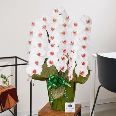 白赤リップ大輪の胡蝶蘭3本立ち 開店祝い ギフト用