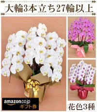 胡蝶蘭3本立ち27輪