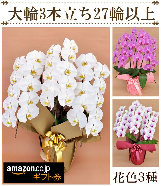 胡蝶蘭3本立ち27輪