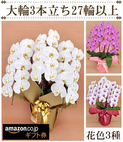 胡蝶蘭