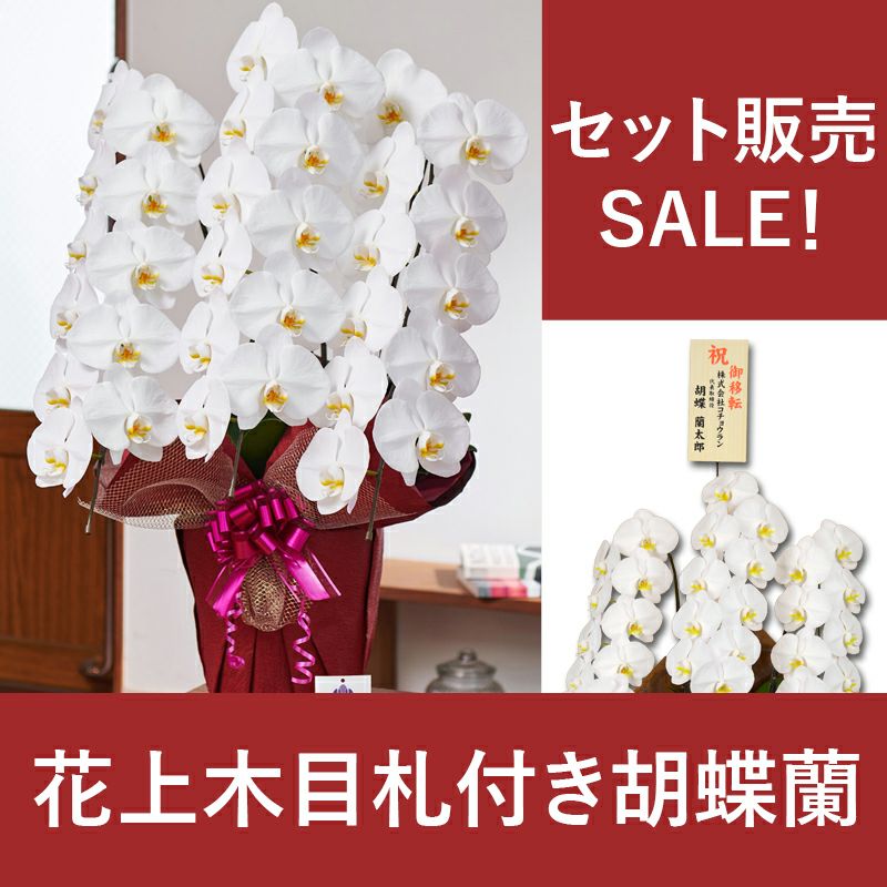 胡蝶蘭 白大輪 3本立ち｜開店祝い・就任祝い・法人ギフト｜胡蝶蘭専門