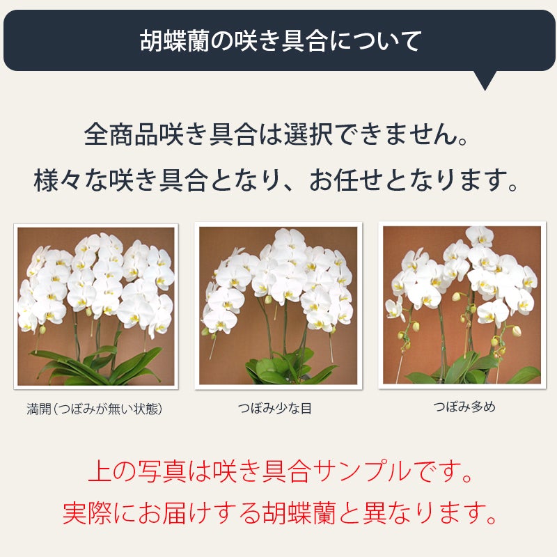 咲き具合について
